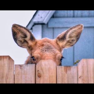 Meet your Posher, Pamela